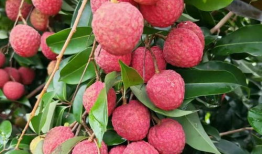 荔枝视频,探索短视频新潮流，引领潮流风向标