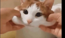 猫咪可爱视频,猫咪可爱视频集锦