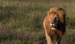 狮子视频,揭秘非洲草原霸主的生活传奇