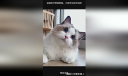 小猫咪视频,小猫咪视频集锦