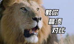 狮子视频,揭秘非洲草原霸主的生活传奇