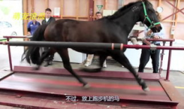 马交配过程视频,自然繁殖的奇妙瞬间