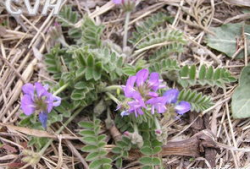 米口袋,探寻古老植物的神奇魅力