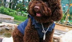 狗交配视频,揭秘自然交配过程