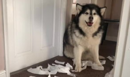 阿拉斯,自然奇观与探险之旅的终极目的地