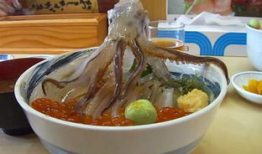 墨鱼视频,揭秘网络短视频的魅力与影响