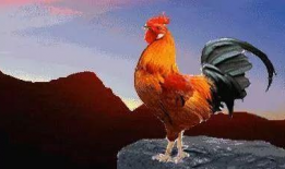 公鸡打鸣视频,清晨唤醒自然的动人旋律