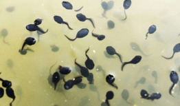 蝌蚪视频,探索生命奥秘的奇妙之旅