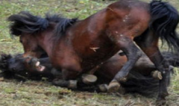 马交配过程视频,自然繁殖的奇妙瞬间