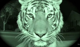 四虎视频在线,在线娱乐新潮流