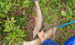 捞鱼视频,揭秘水下生态奇观