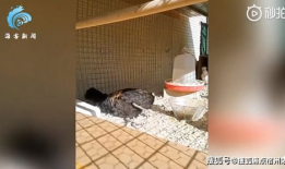 公鸡打鸣视频,清晨唤醒自然的动人旋律