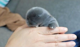 猫咪可爱视频,猫咪可爱视频集锦