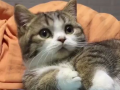 猫咪可爱视频,猫咪可爱视频集锦