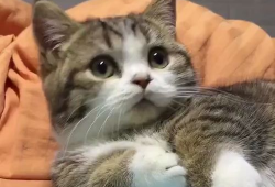 猫咪可爱视频,猫咪可爱视频集锦