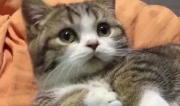 猫咪可爱视频,猫咪可爱视频集锦