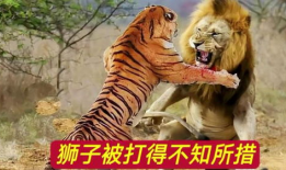 老虎和狮子打架视频,老虎与狮子激战正酣