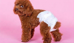 狗交配视频,揭秘自然交配过程