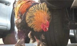 公鸡打鸣视频,清晨唤醒自然的动人旋律