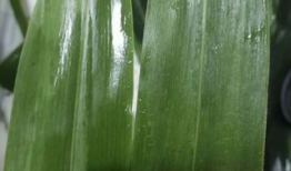 三角粽子的包法视频慢动作,慢动作解析，轻松学会传统美食制作