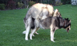 狗交配视频,揭秘自然交配过程